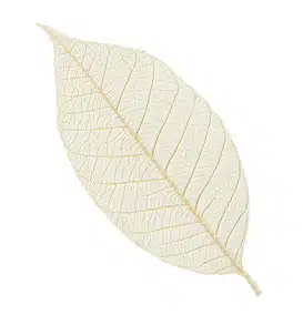 Rubber tree leaves 3″- Natural