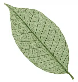 Rubber tree leaves 3″ – Green