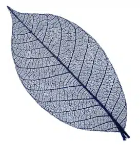 Rubber tree leaves 3″ – Blue