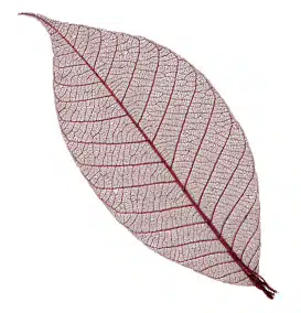 Rubber tree leaves 3″ – Plum
