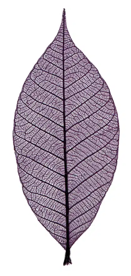Rubber tree leaves 3" - Dark Purple - Image 2
