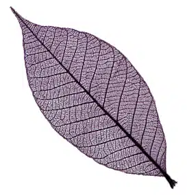 Rubber tree leaves 3″ – Dark Purple