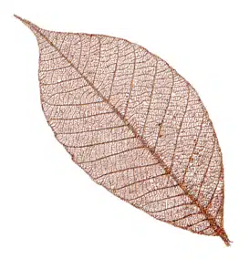Rubber tree leaves 3″ – Copper