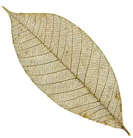 Rubber tree leaves 5″ – Gold