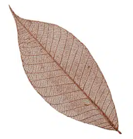 Rubber tree leaves 5″ – Copper