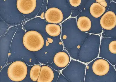 Molecular – Navy/Gold