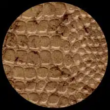 Reptile – Desert Gold