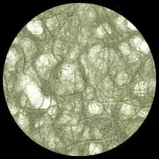 Ogura Lace-Olive - Image 2
