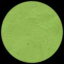Lokta-Apple Green