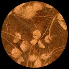 Sun Washed Clover-Burnt Sienna/Terra Cotta