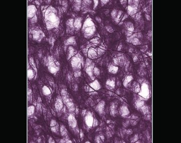 Paper Fusion-Ogura-Plum