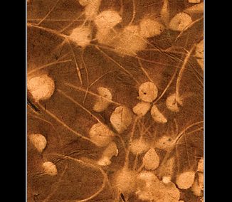 Paper Fusion-Sunwashed Clovers-Burnt Sienna