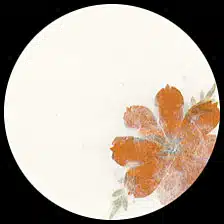 Garden-single orange flower