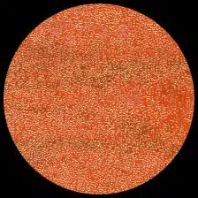 Iridescent – Orange Peel