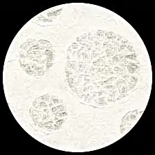 Circles<BR>12″x12″ Pack of 25