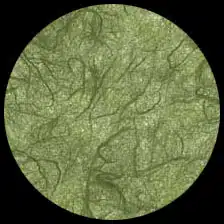 Unryu-Forest<BR>12″ x 12″ Pack of 25