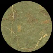 Mango-olive<BR>12″ x 12″ Pack of 25