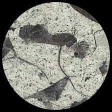 Mango-Natural Slate<BR>12″ x 12″ Pack of 25