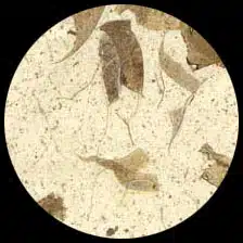 Mango-Natural 12″ x 12″ Pack of 25