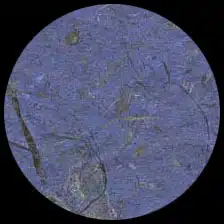 Banana-Blue<BR>12″ x 12″ Pack of 25