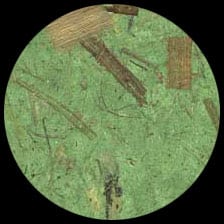 Banana-Green<BR>12″ x 12″ Pack of 25