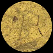 Banana-Yellow<BR>12″ x 12″ Pack of 25