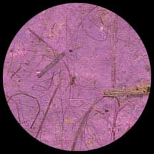 Banana-Purple<BR>12″ x 12″ Pack of 25