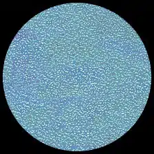 Iridescent – Ice Blue<BR>12″ x 12″ Pack of 25