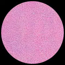 Iridescent – Cotton Candy<BR>12″ x 12″ Pack of 25