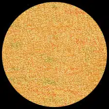 Iridescent – Gold Rush<BR>12″ x 12″ Pack of 25