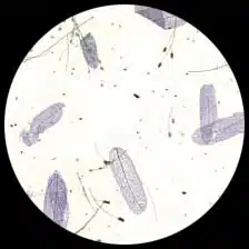 Tamarind Leaves-White/blue 30 g/m2